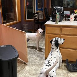 Dalmatian Puppies from Hallmark Dalmatians;