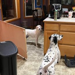 Dalmatian Puppies from Hallmark Dalmatians;