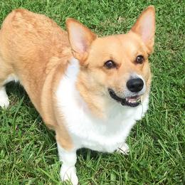 Pembroke Welsh Corgis from Wendy Munro