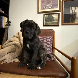 Onyx - Black brindle male Cane Corso puppy in Utah from 3Lake Kennelz
