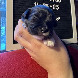 Buddy - Black and tan male Lhasa Apso puppy in Middleburgh, New York from Top Knotch