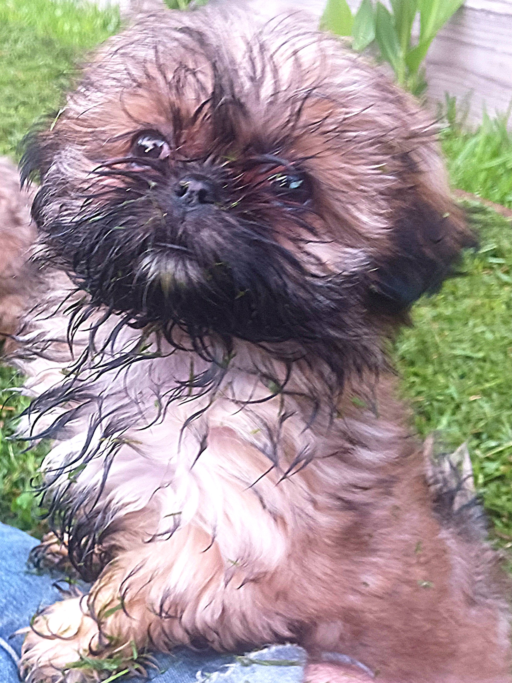 Shih Tzu Puppies from Peterson Shih Tzus