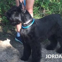 Giant Schnauzer Puppies from Jordan Giant Schnauzers