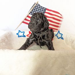 Poodle Puppies from Future Pioneers Farming