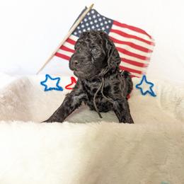 Poodle Puppies from Future Pioneers Farming