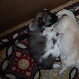Havanese Puppies from Jerico Havanese