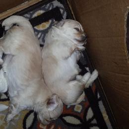 Havanese Puppies from Jerico Havanese