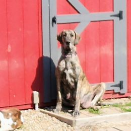 Stella - Great Dane