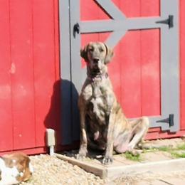 Stella - Great Dane