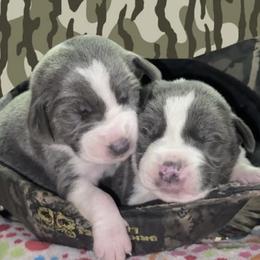 Mountain Cur puppies from Walnut Ridge Mountain Curs