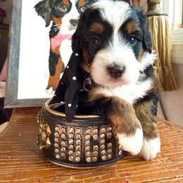 Hot pink - Tri-color male Bernedoodle puppy in Curtice, Ohio from The Pink Doghouse