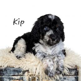 Kip - Black and white male Springerdoodle puppy in Fargo, North Dakota from Dakota SpringerDoodles