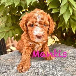 Mantis - Red female Cavapoo puppy in Chelan, Washington from North Cascades Doodles