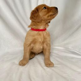 Golden Retriever Puppies from Thoroughmark Retrievers