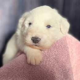 Green Girl - White female Great Pyrenees puppy in Elfrida, Arizona from Outlaw Acres Farm & Kennels