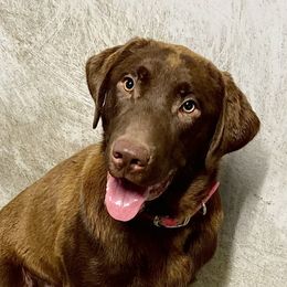 Rip - Labrador Retriever
