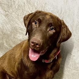 Rip - Labrador Retriever