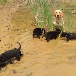 Labrador Retriever Puppies from Valedictorian Retrievers