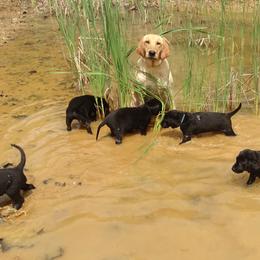 Labrador Retriever Puppies from Valedictorian Retrievers