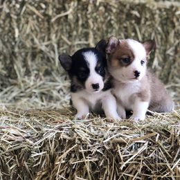 Pembroke Welsh Corgi Puppies from Naomi’s Corgis