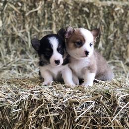 Pembroke Welsh Corgi Puppies from Naomi’s Corgis
