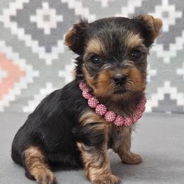Annie - Blue and gold female Yorkshire Terrier puppy in Monticello, Iowa from Ashley’s Puppies
