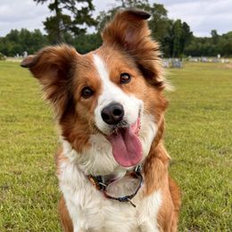 Ailsa - Border Collie
