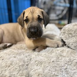 Orion - Fawn male Great Dane puppy in Ocala, Florida from Cloud9 Bedlingtons and Argos Danes