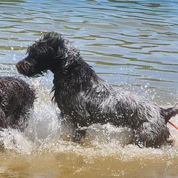 Addy - Wirehaired Pointing Griffon