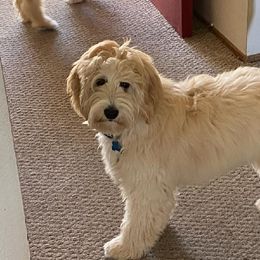 Goldendoodle All Grown Up from Golden Hearted Goldendoodles