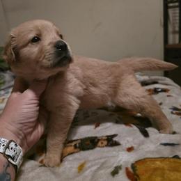 Boy 3 - Golden male Golden Retriever puppy in Lawtey, Florida from Rise and Shine Goldens