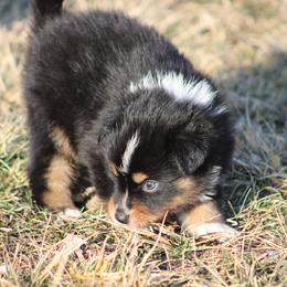 Boy 1 - male Miniature American Shepherd puppy in Williamston, Michigan from Rust Belt Farms