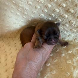 Sparrow - Red and tan male Shih Tzu puppy in Success, Missouri from Sweet Success