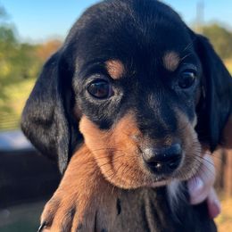 Sally - Black and tan Dachshund puppy in Salvisa, Kentucky from Howell’s Hounds