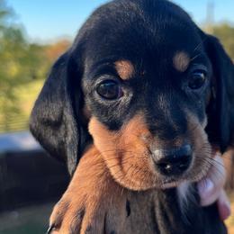Sally - Black and tan Dachshund puppy in Salvisa, Kentucky from Howell’s Hounds