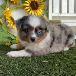 Spotlight - Blue merle male Miniature American Shepherd puppy in Granbury, Texas from Best Little Aussies