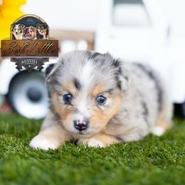 Jesse - Blue merle male Miniature American Shepherd puppy in Granbury, Texas from Best Little Aussies