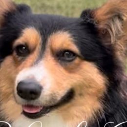 American Corgis and Pembroke Welsh Corgis from High Cotton Corgis