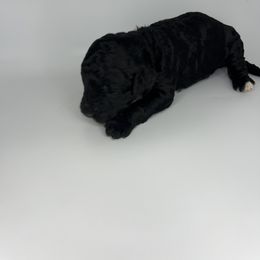 Light Purple Girl - Bernedoodle puppy in Wexford County, Michigan from Blissful Bernedoodles