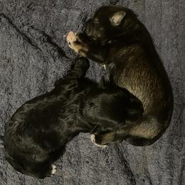 Miniature Schnauzer puppies from Alves Miniature Schnauzers