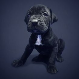 Boy 1 - Black male Cane Corso puppy in Haslet, Texas from Trained To Go Corso Kennels (T.T.G. Corso Kennels)