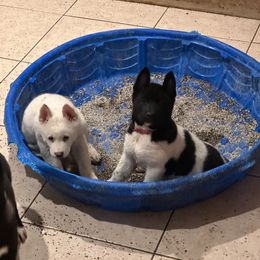 Akita Puppies from Gloe Akita's