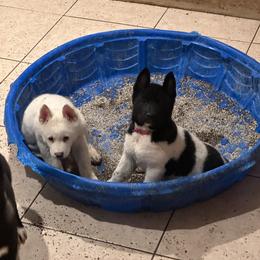 Akita Puppies from Gloe Akita's