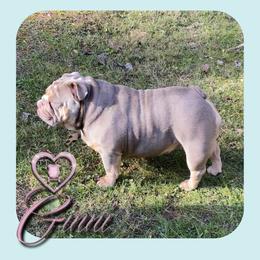 Bulldogs from TT Bullyz