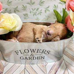 Goldendoodles and Poodles from Poodle Doodle World