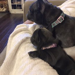 French Bulldog Puppies from Crooked C Ranch