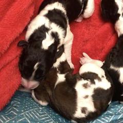 Saint Berdoodles from Double D Doodles