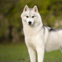 Siberian Huskies from Sibifox Siberians