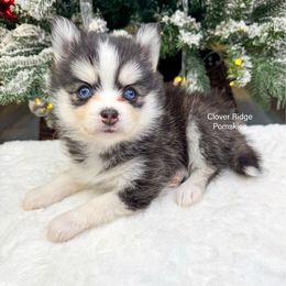 Anniston - Black and white female Pomsky puppy in Sheffield, Iowa from Clover Ridge Pomskies