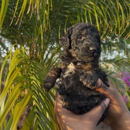 Eclipse - Phantom female Poodle puppy in Corona, California from Garden Of Poodles